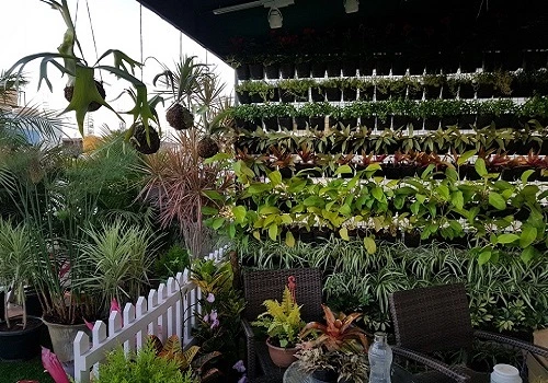 Terrace Garden Services Provider in Noida