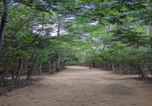 Office Plantation Services Ahmedabad, Gandhinagar, Vadodara, Surat & Sanand