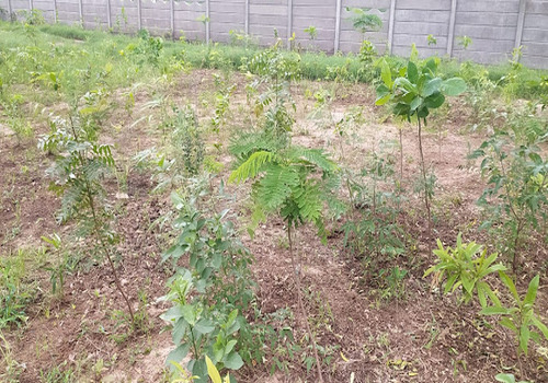 Office Plantation Services Ahmedabad, Gandhinagar, Vadodara, Surat & Sanand