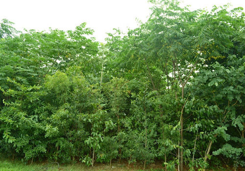 Office Plantation Services Ahmedabad, Gandhinagar, Vadodara, Surat & Sanand