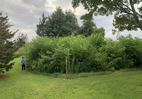 Office Plantation Services Ahmedabad, Gandhinagar, Vadodara, Surat & Sanand