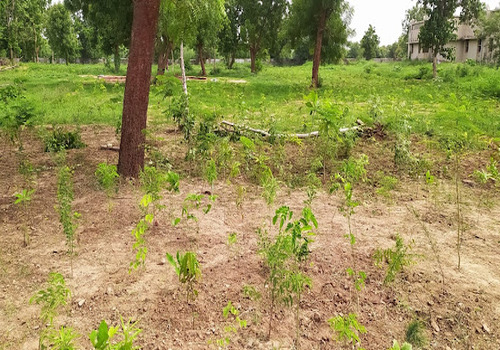 Office Plantation Services Ahmedabad, Gandhinagar, Vadodara, Surat & Sanand