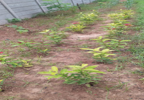 Office Plantation Services Ahmedabad, Gandhinagar, Vadodara, Surat & Sanand