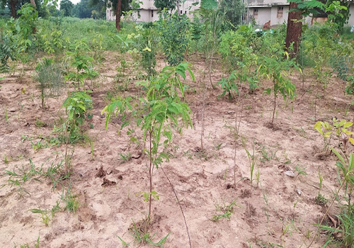 Office Plantation Services Ahmedabad, Gandhinagar, Vadodara, Surat & Sanand